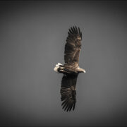 Norway-Flatanger Fjors-Whitetale eagle-photography